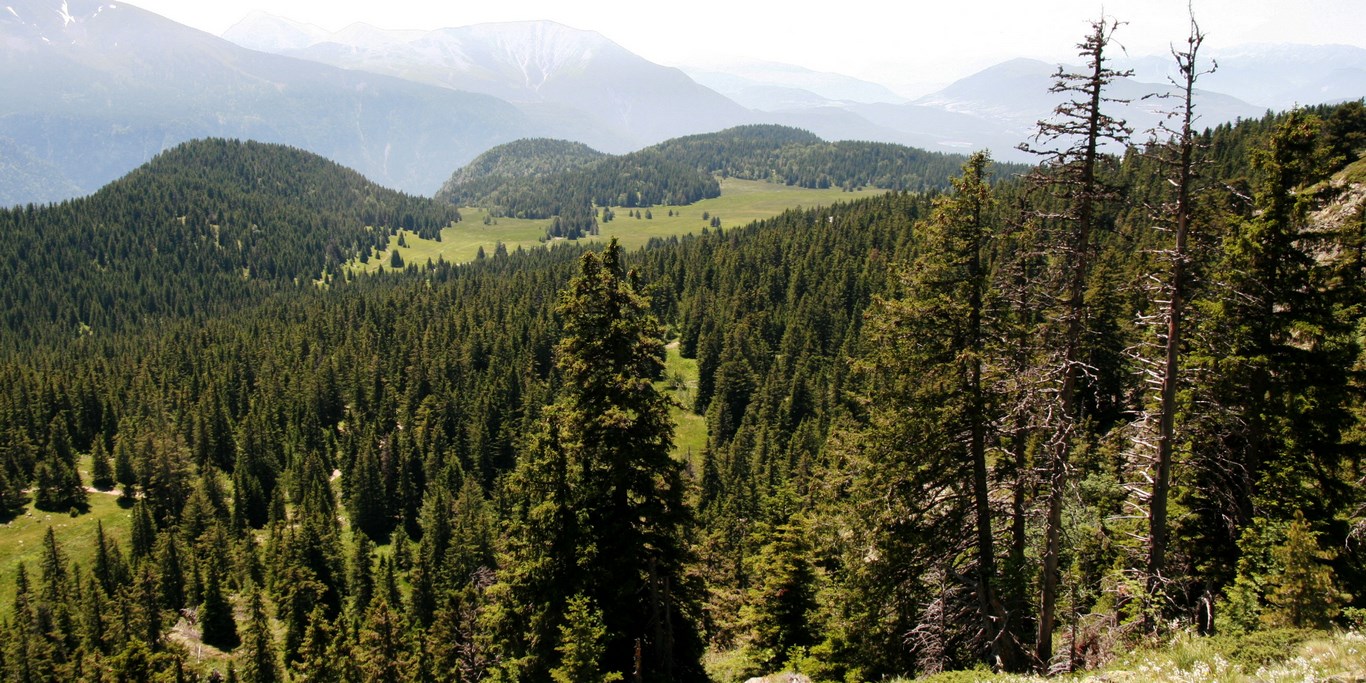 forêt entre le lac Achard et le plateau de l'Arselle